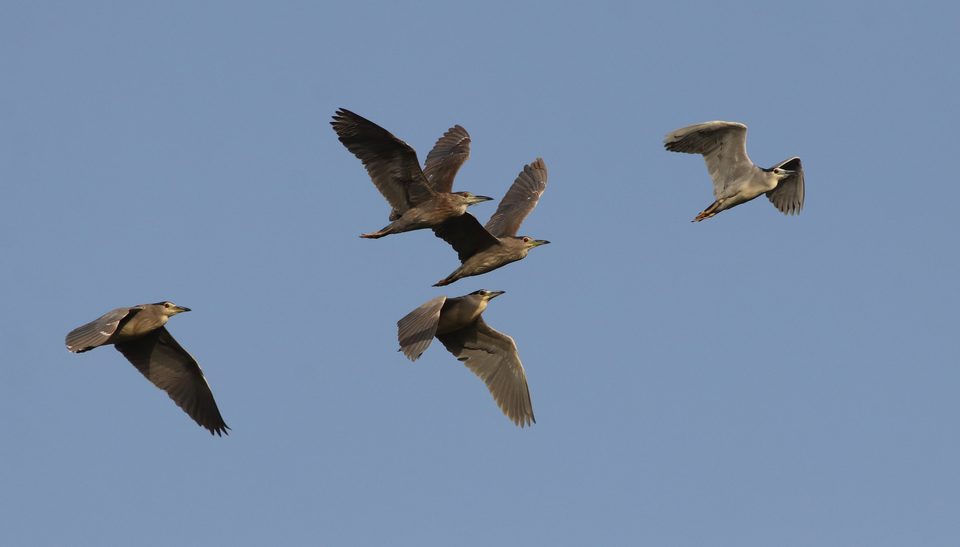 Night herons at Buskett