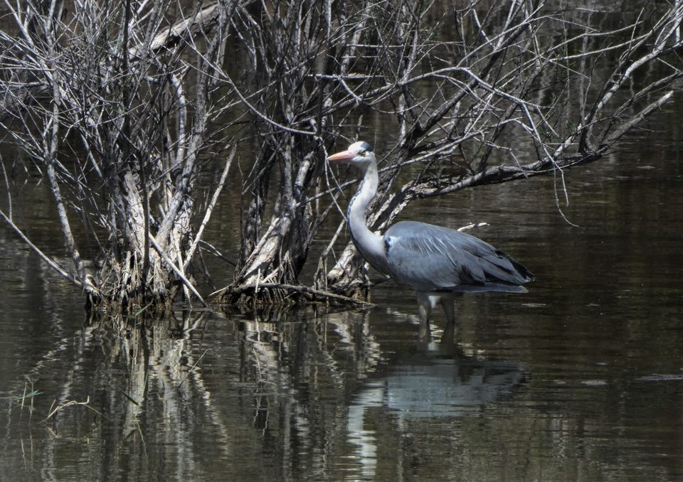 Grey heron at Simar
