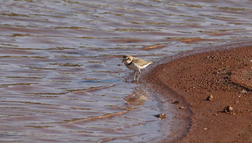 Kentish plover at Għadira
