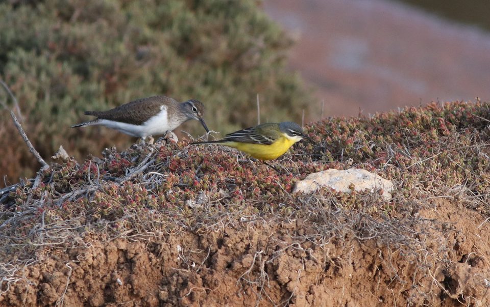 Common sandpiper with a yellow wagtail at Għadira
