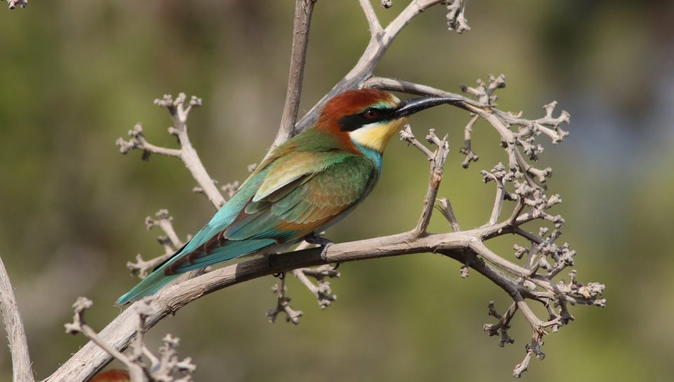 European bee-eater at Buskett