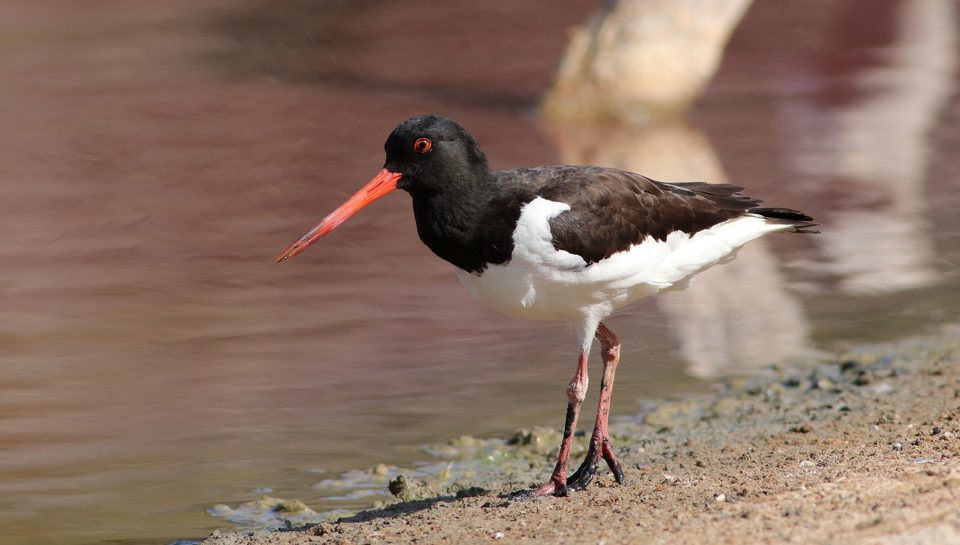 Oystercatcher at Għadira