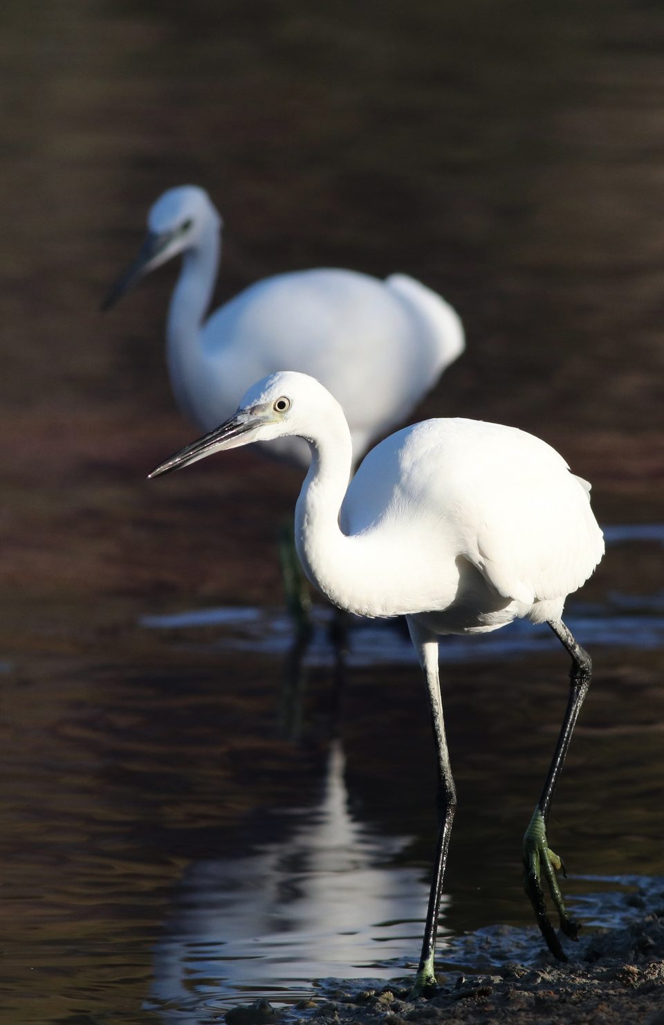 Little egret at Għadira