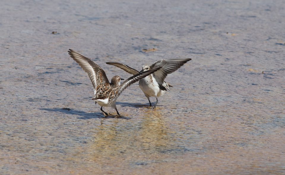 Little stint at Salina