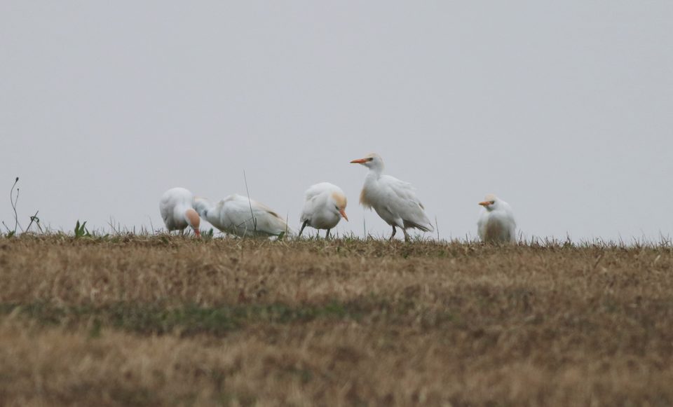 Cattle egrets near the airport