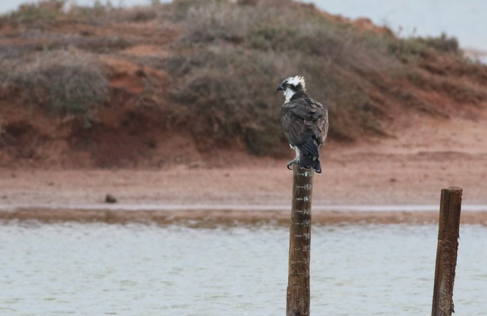 Osprey at Għadira