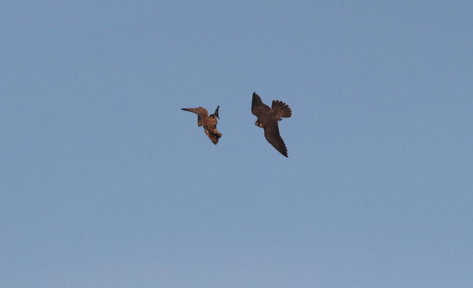 Peregrine falcon at Dingli