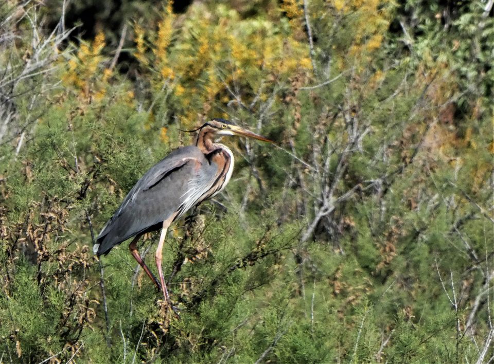 Purple heron at Simar