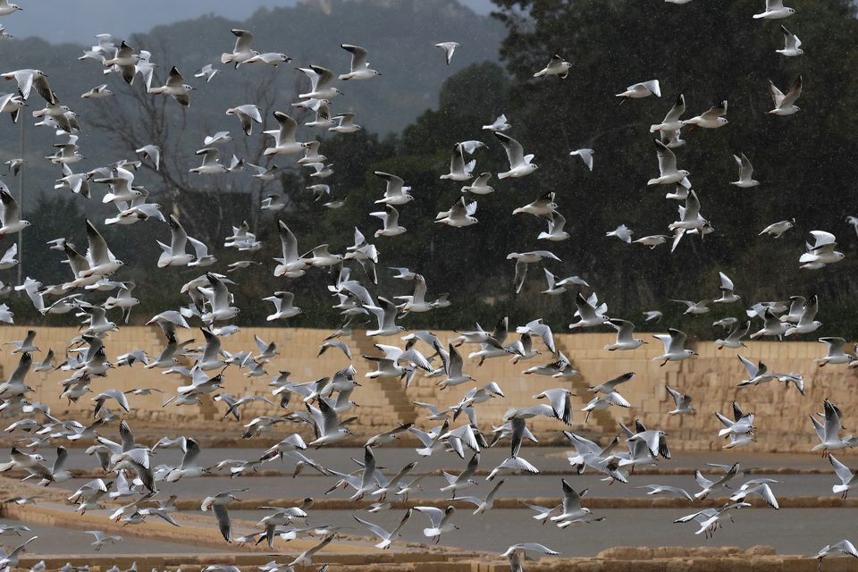Gulls at Salina