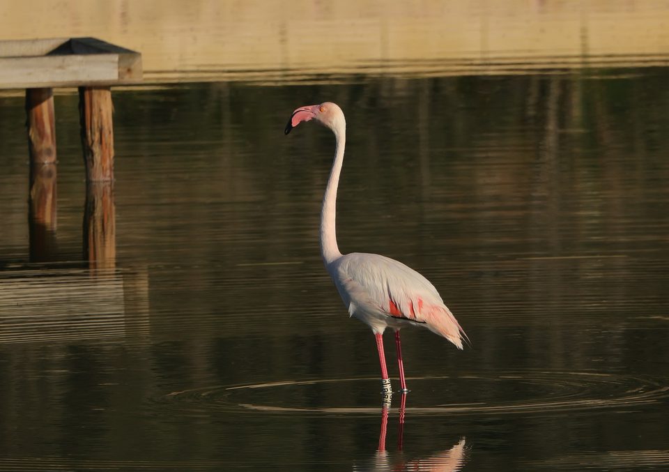 Greater flamingo at Salina