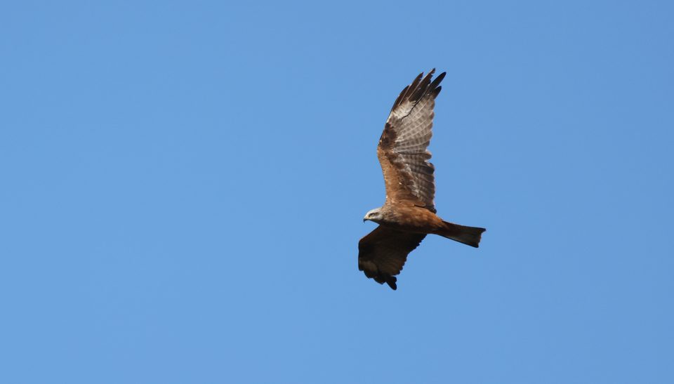 Black kite