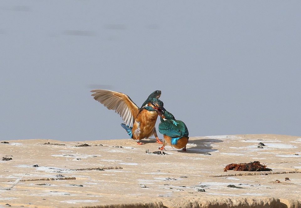 Two common kingfishers fighting at Salina