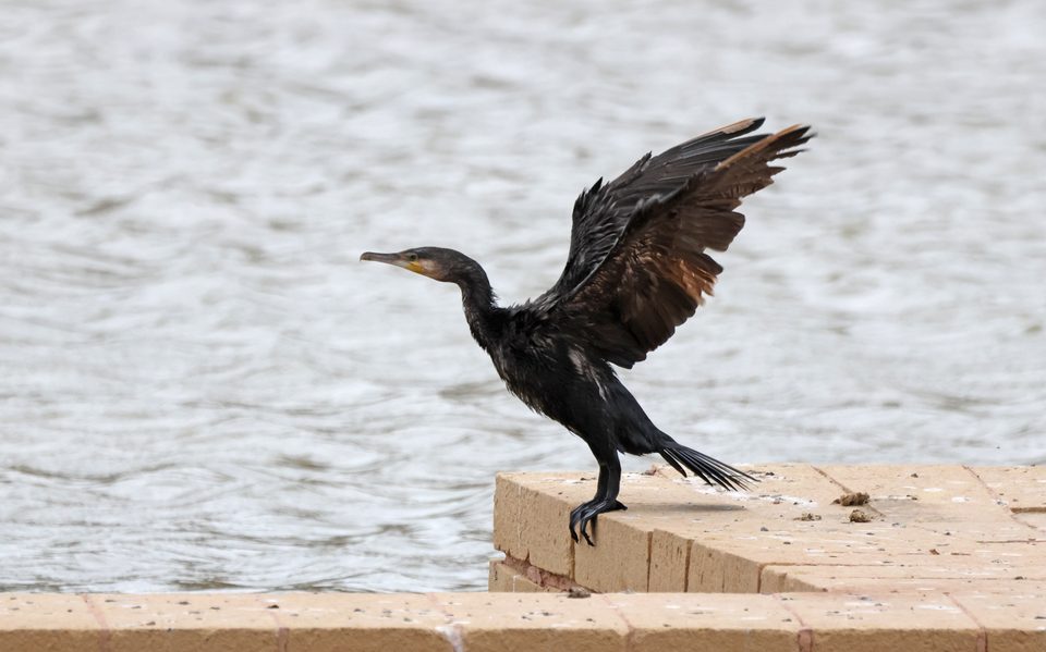 Great cormorant at Salina