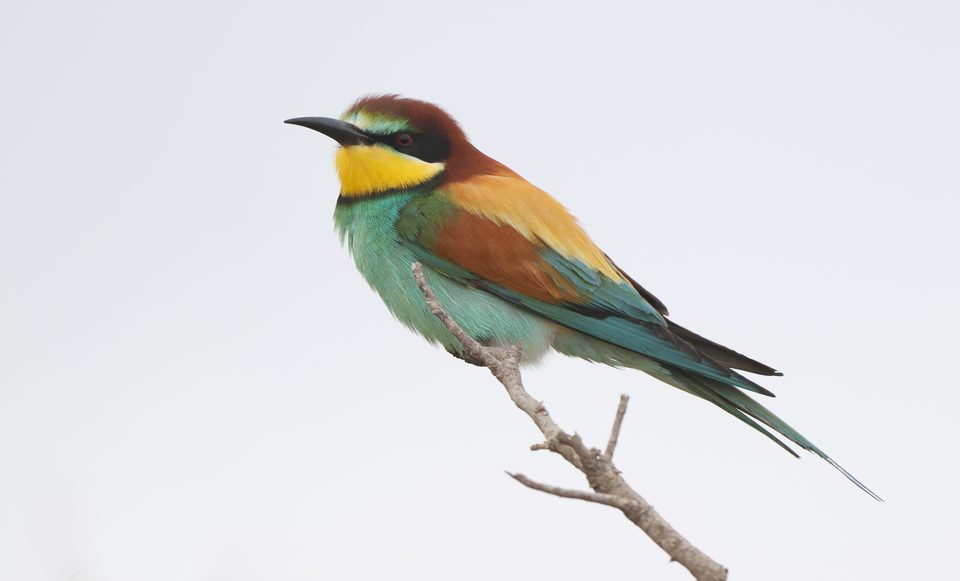 European bee-eater at Siġġiewi