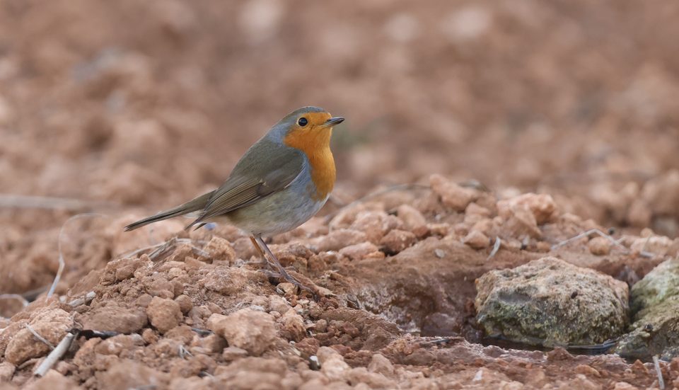 European robin at Siġġiewi