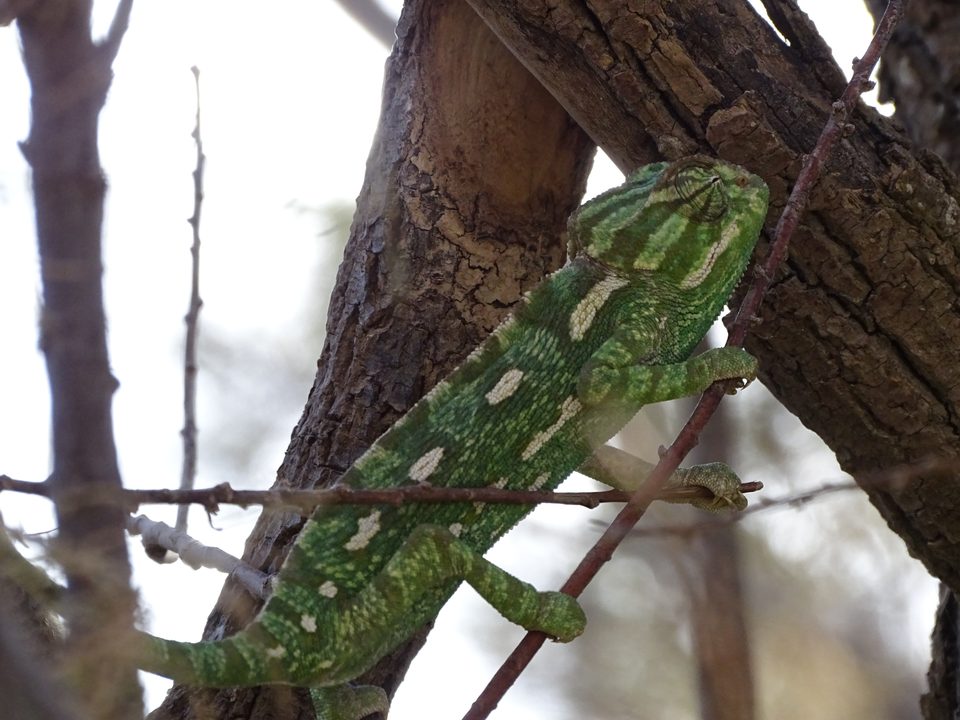 Mediterranean chameleon at Għadira