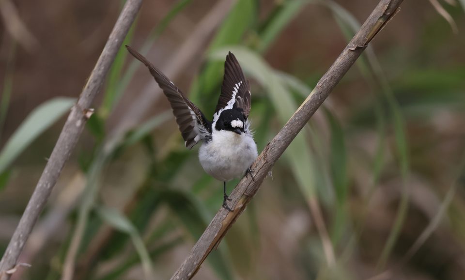 Collared flycatcher at Imselliet