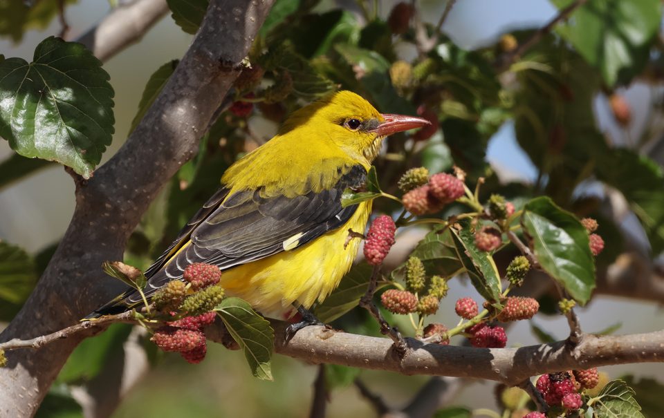 Golden oriole