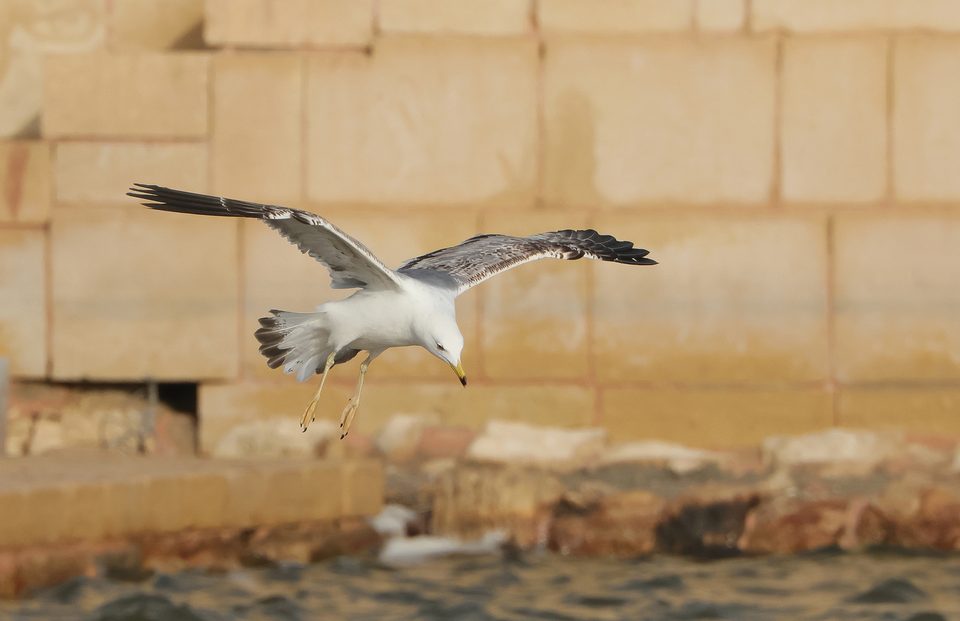 Yellow-legged gulls at Salina