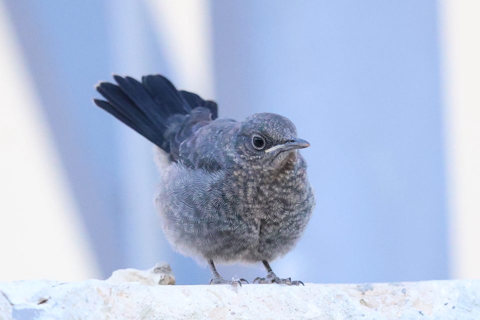 A blue rock thrush perched on a rock