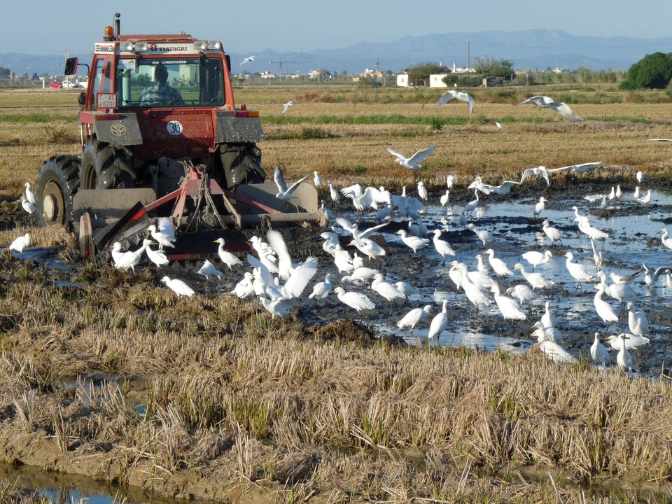 Tractor arando un arrozal inundado, seguido de garcetas y gaviotas