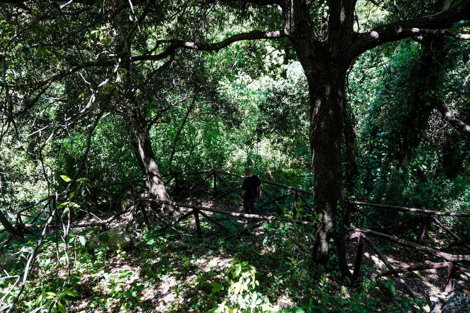 Old trees in a shady woodland