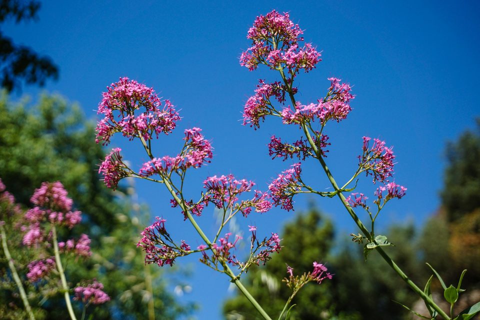 Pink wild flowers against a blue sky