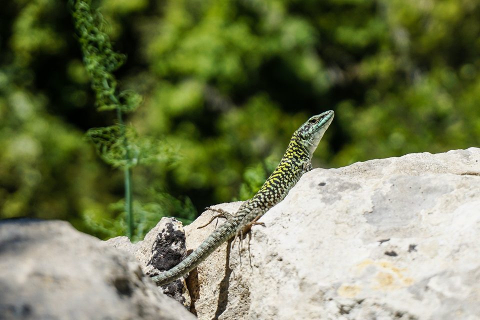 A lizard basking on a rock