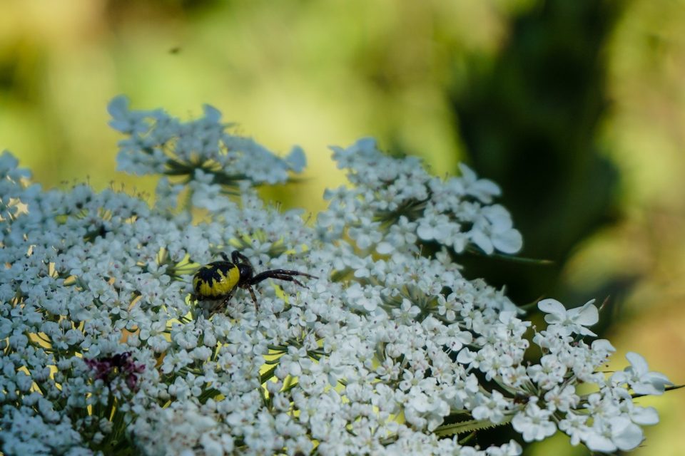 A black and yellow beetle on white flowers