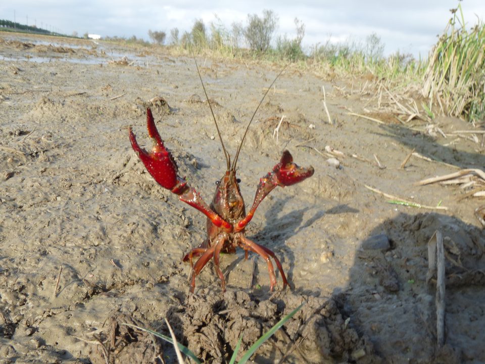 Cangrejo rojo americano sobre el barro