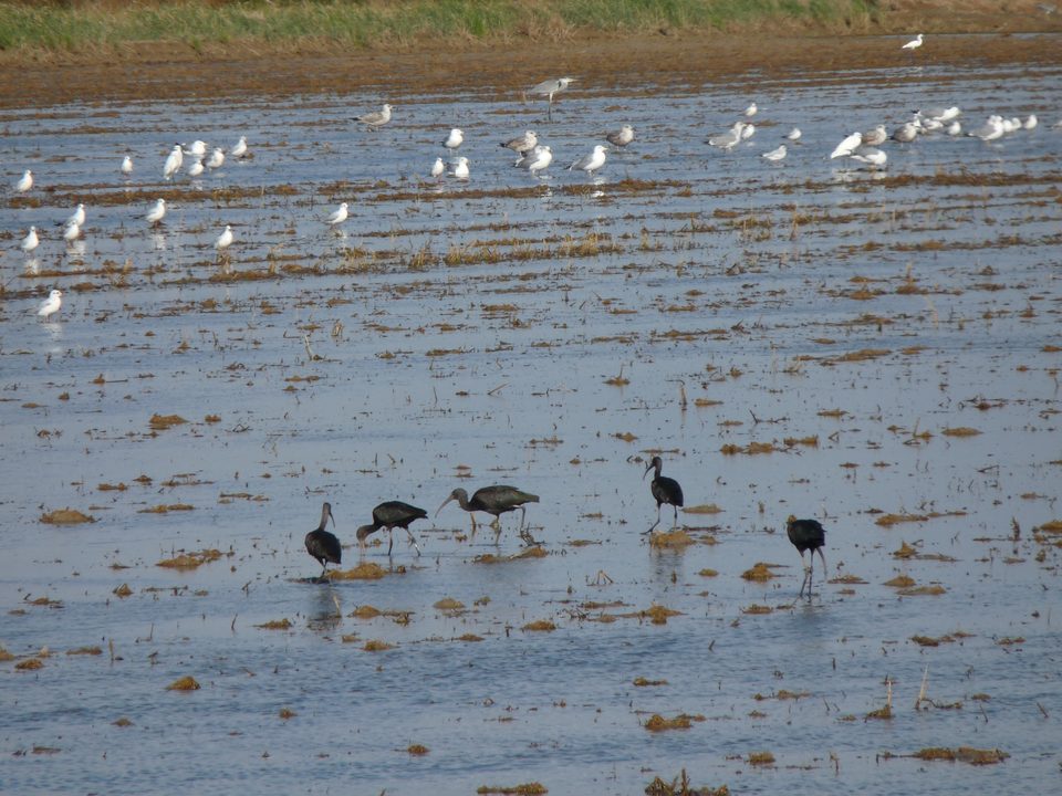 Moritos y gaviotas en un arrozal inundado