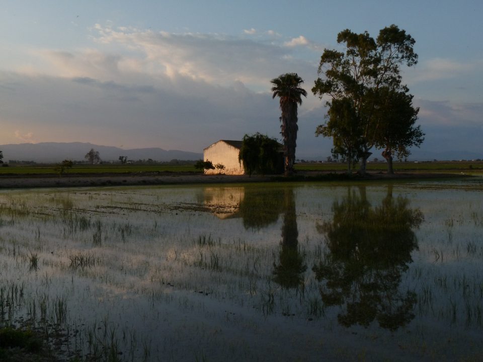 Casa de campo y árboles reflejados en los arrozales inundados al atardecer, en el Delta del Ebro