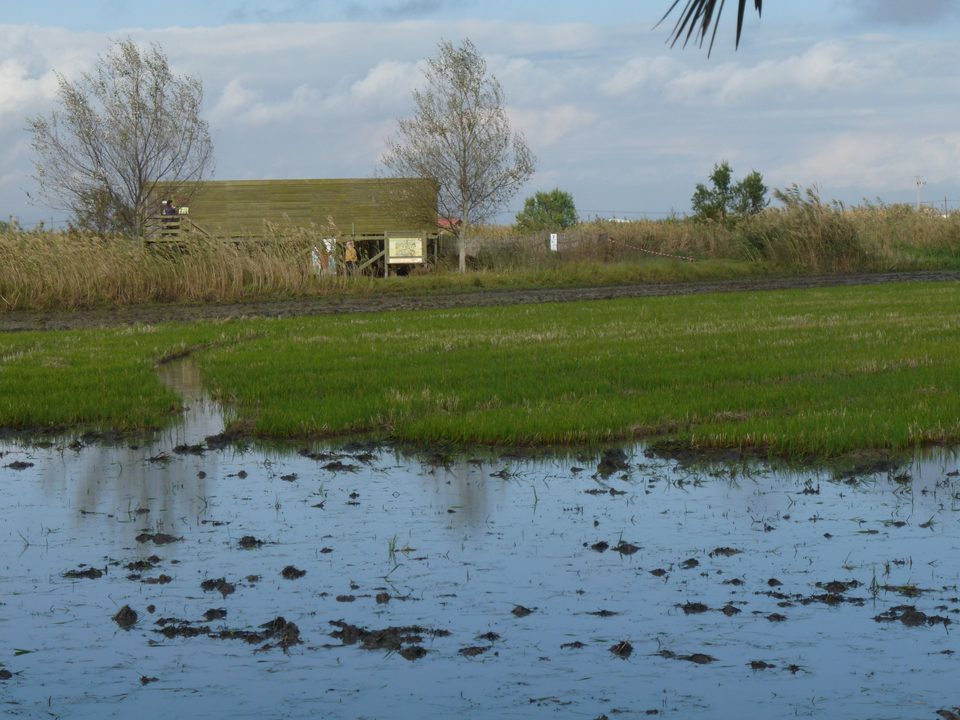 Arrozal inundado con el observatorio de Riet Vell al fondo