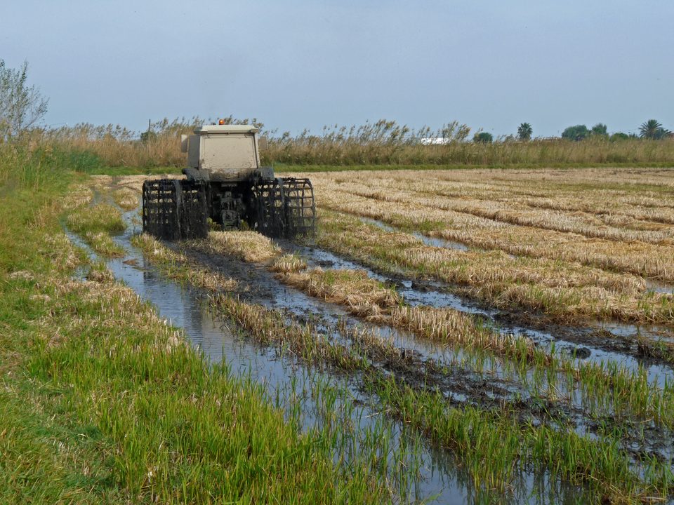 Tractor trabajando en un arrozal inundado