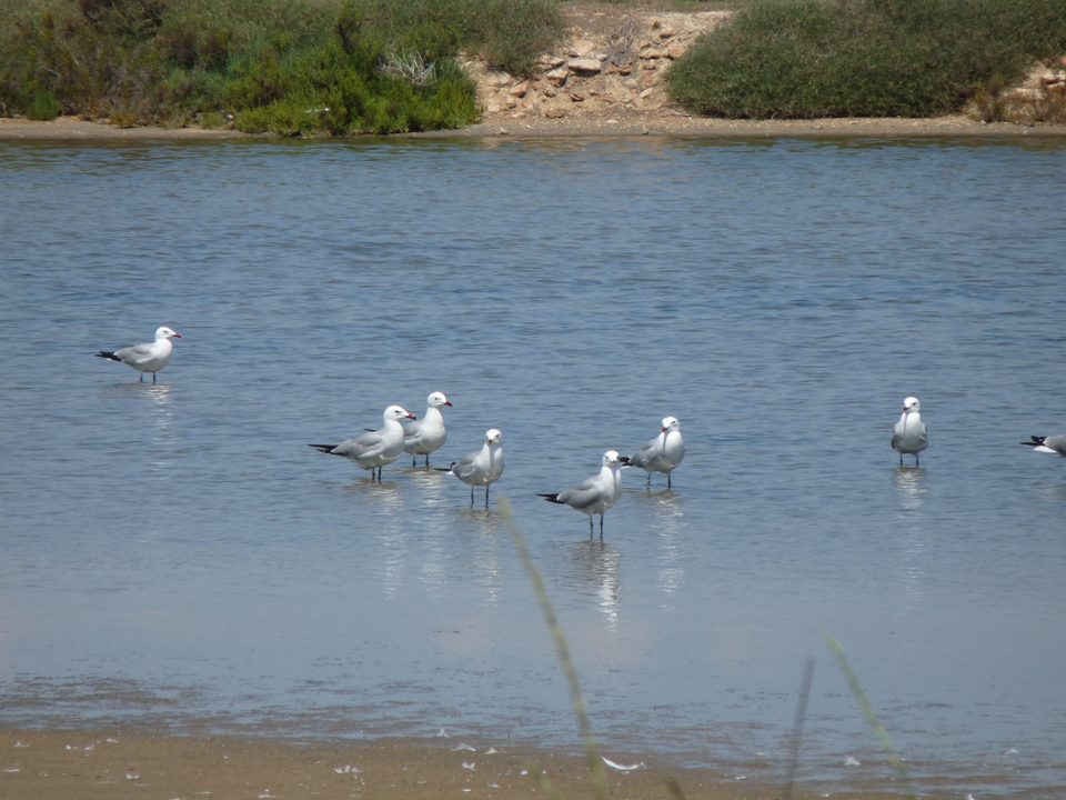 Gaviotas en la orilla de una laguna de la Punta de la Banya