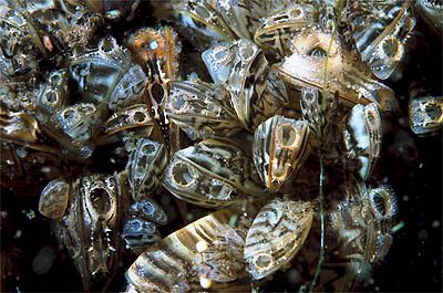 Mejillones cebra
