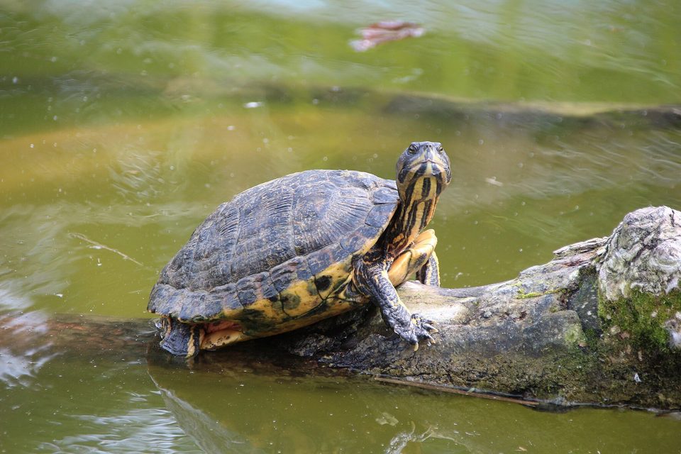 Galápago de Florida sobre un tronco en el agua