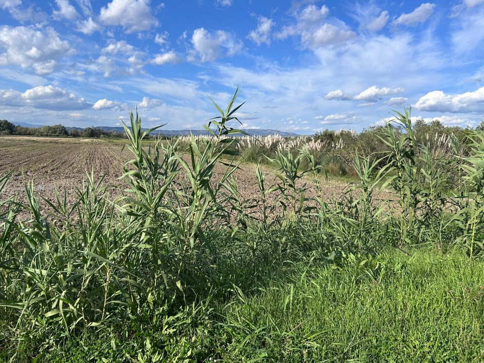 Márgenes de campos invadidos por hierba de la Pampa en el Delta del Ebro