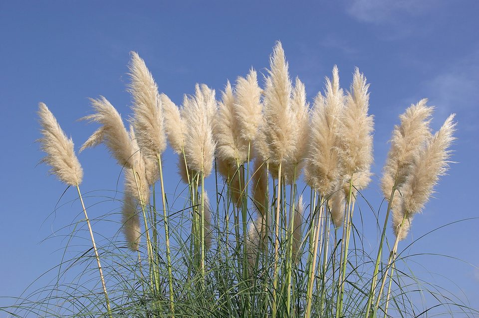 Penachos de hierba de la Pampa contra el cielo