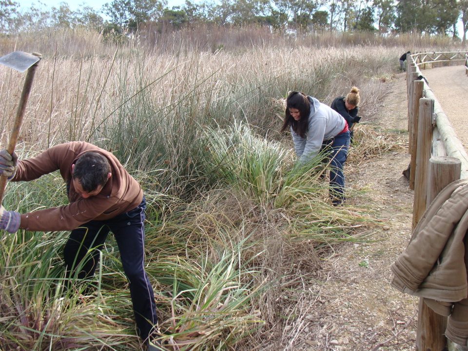 Dos personas arrancando hierba de la Pampa con azadas
