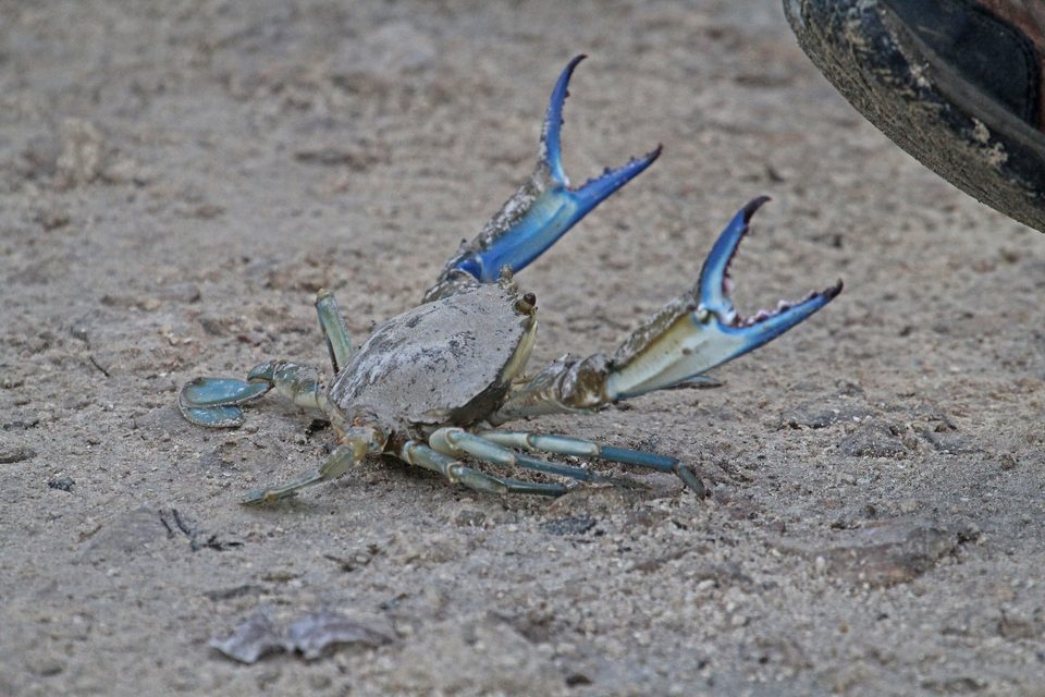 Cangrejo azul sobre la arena