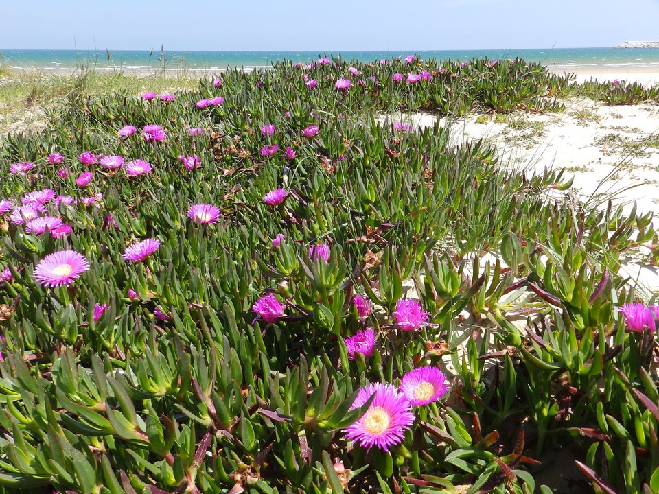 Uña de gato en flor sobre las dunas