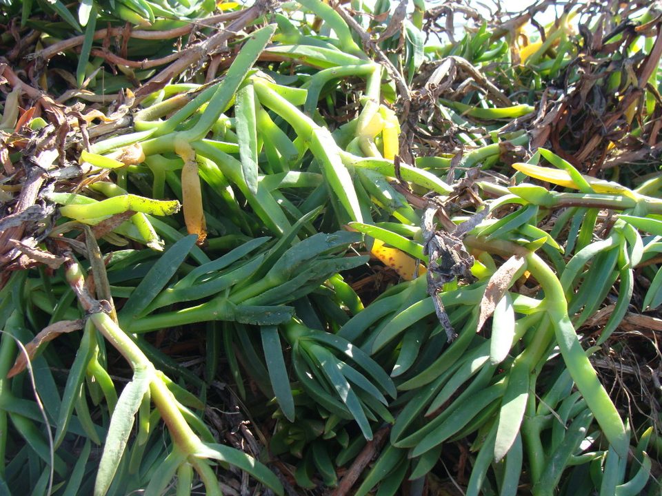 Uña de gato (Carpobrotus) de cerca