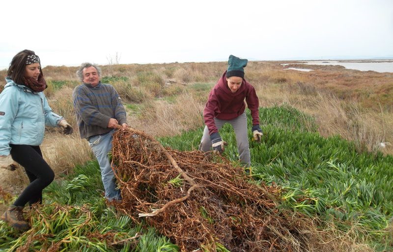 Tres voluntarios arrancando una mata de uña de gato