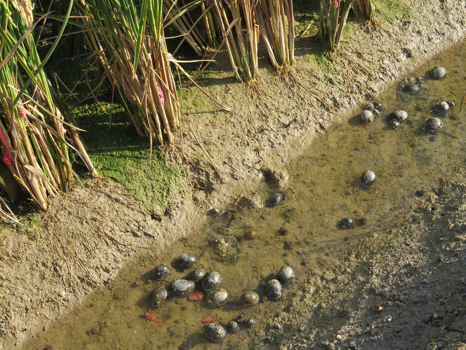Caracoles manzana en una acequia