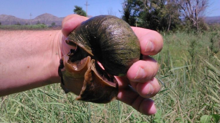 Caracol manzana en una mano