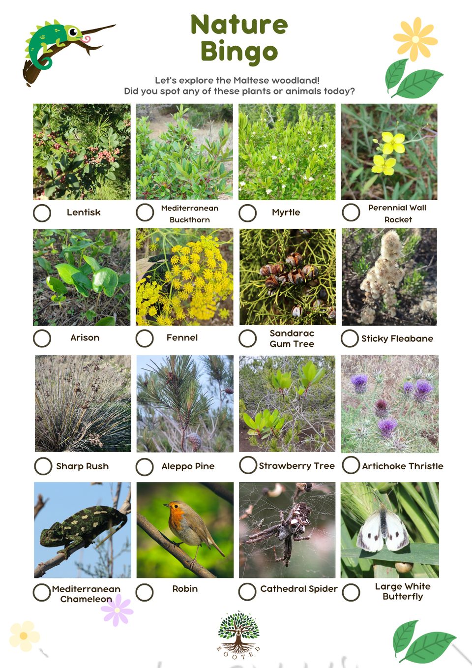 Nature Bingo card for the Maltese woodland, with 16 photos to tick off: lentisk, Mediterranean buckthorn, myrtle, perennial wall rocket, arison, fennel, sandarac gum tree, sticky fleabane, sharp rush, Aleppo pine, strawberry tree, artichoke thistle, Mediterranean chameleon, robin, cathedral spider and large white butterfly