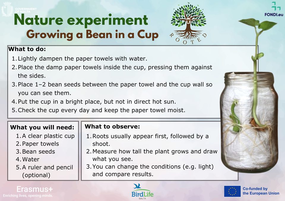 Activity card: Nature experiment – Growing a Bean in a Cup (what to do, what you will need, what to observe)