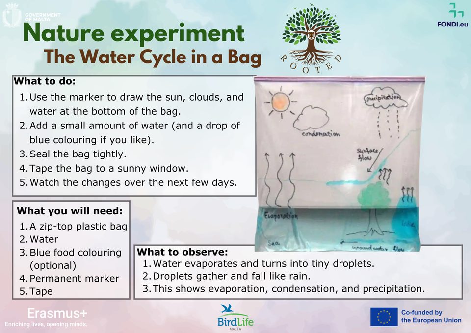 Activity card: Nature experiment – The Water Cycle in a Bag (what to do, what you will need, what to observe)