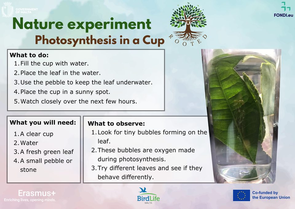 Activity card: Nature experiment – Photosynthesis in a Cup (what to do, what you will need, what to observe)